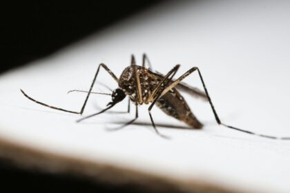 Reportan aumento de enfermedades infecciosas: malaria, dengue y leptospirosis entre las principales