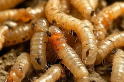 OMS reporta expansión del gusano “come carne” en EE. UU.