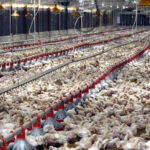 Sánchez Roa cuestionó que el Ministerio de Agricultura no haya tomado previsiones para enfrentar este escenario, como el estímulo a una producción complementaria o la aplicación de estrategias de mitigación climática y, en su lugar, los acusó de alentar las importaciones, en detrimento de la seguridad alimentaria del país. Como resultado de esta falta de acción, señaló que las autoridades están importando 500 mil libras de carne de pollo, medida que calificó como un duro golpe para los productores locales y que aumenta la dependencia del país de los mercados internacionales. Recordó que la industria avícola dominicana produce mensualmente unos 21.5 millones de pollos, con un peso promedio de 4.8 libras por ave, pero que, debido al calor, ese peso puede reducirse entre 0.4 y 0.5 libras por unidad, lo que implica una pérdida considerable en términos de oferta global. “Estamos ante una crisis que no ha sido provocada por factores inesperados, sino por la ausencia de una política agrícola estratégica, sostenible y adaptada al cambio climático. La avicultura nacional, que ha mostrado un notable desarrollo y estabilidad durante años, está siendo debilitada por esa improvisación”, sostuvo. Sánchez Roa hizo un llamado urgente a la institución y a los organismos responsables para que asuman su papel con seriedad y que su visión no sea inmediatista, sino también a mediano y largo plazo. “Es necesario aplicar políticas públicas que fortalezcan la producción nacional, garanticen el abastecimiento estable del mercado y protejan tanto a productores como a consumidores. No se puede seguir improvisando en un sector tan vital como el agroalimentario”, concluyó el agropecuario.