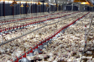 Sánchez Roa cuestionó que el Ministerio de Agricultura no haya tomado previsiones para enfrentar este escenario, como el estímulo a una producción complementaria o la aplicación de estrategias de mitigación climática y, en su lugar, los acusó de alentar las importaciones, en detrimento de la seguridad alimentaria del país. Como resultado de esta falta de acción, señaló que las autoridades están importando 500 mil libras de carne de pollo, medida que calificó como un duro golpe para los productores locales y que aumenta la dependencia del país de los mercados internacionales. Recordó que la industria avícola dominicana produce mensualmente unos 21.5 millones de pollos, con un peso promedio de 4.8 libras por ave, pero que, debido al calor, ese peso puede reducirse entre 0.4 y 0.5 libras por unidad, lo que implica una pérdida considerable en términos de oferta global. “Estamos ante una crisis que no ha sido provocada por factores inesperados, sino por la ausencia de una política agrícola estratégica, sostenible y adaptada al cambio climático. La avicultura nacional, que ha mostrado un notable desarrollo y estabilidad durante años, está siendo debilitada por esa improvisación”, sostuvo. Sánchez Roa hizo un llamado urgente a la institución y a los organismos responsables para que asuman su papel con seriedad y que su visión no sea inmediatista, sino también a mediano y largo plazo. “Es necesario aplicar políticas públicas que fortalezcan la producción nacional, garanticen el abastecimiento estable del mercado y protejan tanto a productores como a consumidores. No se puede seguir improvisando en un sector tan vital como el agroalimentario”, concluyó el agropecuario.