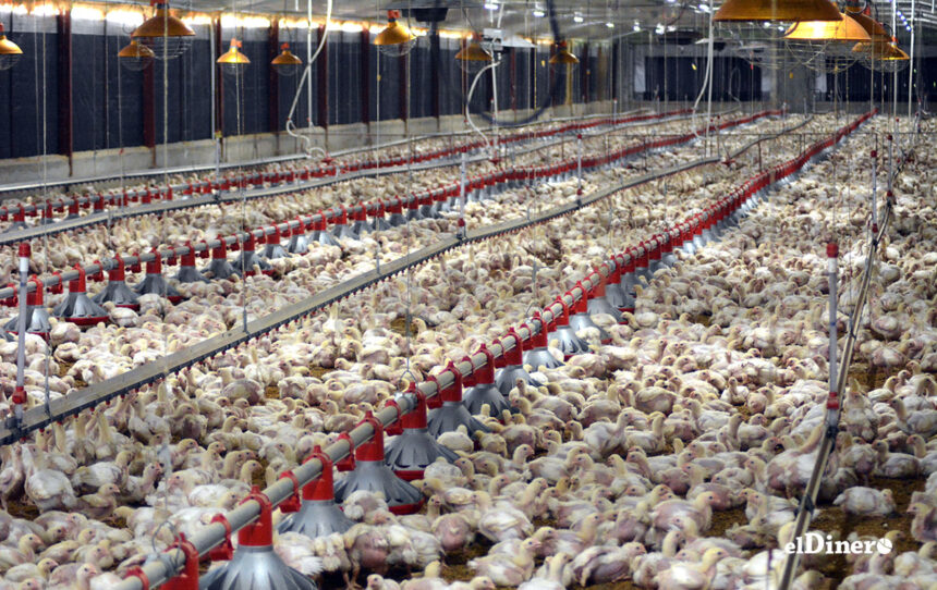 Sánchez Roa cuestionó que el Ministerio de Agricultura no haya tomado previsiones para enfrentar este escenario, como el estímulo a una producción complementaria o la aplicación de estrategias de mitigación climática y, en su lugar, los acusó de alentar las importaciones, en detrimento de la seguridad alimentaria del país. Como resultado de esta falta de acción, señaló que las autoridades están importando 500 mil libras de carne de pollo, medida que calificó como un duro golpe para los productores locales y que aumenta la dependencia del país de los mercados internacionales. Recordó que la industria avícola dominicana produce mensualmente unos 21.5 millones de pollos, con un peso promedio de 4.8 libras por ave, pero que, debido al calor, ese peso puede reducirse entre 0.4 y 0.5 libras por unidad, lo que implica una pérdida considerable en términos de oferta global. “Estamos ante una crisis que no ha sido provocada por factores inesperados, sino por la ausencia de una política agrícola estratégica, sostenible y adaptada al cambio climático. La avicultura nacional, que ha mostrado un notable desarrollo y estabilidad durante años, está siendo debilitada por esa improvisación”, sostuvo. Sánchez Roa hizo un llamado urgente a la institución y a los organismos responsables para que asuman su papel con seriedad y que su visión no sea inmediatista, sino también a mediano y largo plazo. “Es necesario aplicar políticas públicas que fortalezcan la producción nacional, garanticen el abastecimiento estable del mercado y protejan tanto a productores como a consumidores. No se puede seguir improvisando en un sector tan vital como el agroalimentario”, concluyó el agropecuario.