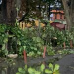 Fuerte granizada sorprende a comunidades de Santiago y causa daños en viviendas, tendido eléctrico y servicios de salud