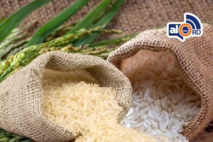 República Dominicana asegura autosuficiencia en arroz con producción concentrada en el Norte