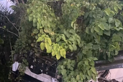 Accidente en peaje de Guaraguao deja 36 heridos durante Jueves Santo Un total de 36 personas resultaron heridas tras un accidente de tránsito ocurrido en el peaje de Guaraguao, ubicado en la Autopista del Nordeste, según informó la Defensa Civil. El hecho se registró la noche del Jueves Santo, cuando un autobús que transportaba más de 30 pasajeros con destino a Samaná colisionó con otro vehículo, provocando que el autobús se volcara y quedara con los neumáticos hacia arriba. Al lugar acudieron unidades del Sistema Nacional de Atención a Emergencias y Seguridad 9-1-1, junto a brigadas de la Defensa Civil, quienes brindaron asistencia a los lesionados y coordinaron el traslado de los casos más graves a distintos centros de salud. Durante el operativo, el tránsito en la vía se vio afectado en ambos sentidos mientras se realizaban las labores de rescate y remoción de los vehículos involucrados. Más información en alodigitalrd.com #Accidente #Guaraguao #SemanaSanta #DefensaCivil #Samaná #AloRD #AloDigitalRD #NoticiasRD