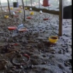 Mueren más de 11,000 pollitos por inundaciones en Guayacanes Las intensas lluvias del 8 de abril de 2026 provocaron el desbordamiento de aguas que inundó completamente una granja avícola en el distrito municipal de Guayacanes, causando la muerte de más de 11,000 pollitos. Las instalaciones quedaron anegadas, impidiendo que los animales fueran resguardados a tiempo, mientras los criaderos colapsaban ante la fuerza del agua. La tragedia representa un fuerte golpe económico para el productor y afecta la cadena de producción avícola en la zona, un sector que ya enfrenta múltiples desafíos. Las imágenes del lugar muestran la magnitud del desastre, evidenciando la completa inundación de las áreas de crianza y el colapso de los criaderos. Más información en alodigitalrd.com #InundacionesRD #Avicultura #Guayacanes #AloRD #AloDigitalRD #NoticiasRD