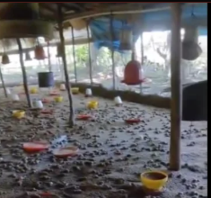Mueren más de 11,000 pollitos por inundaciones en Guayacanes Las intensas lluvias del 8 de abril de 2026 provocaron el desbordamiento de aguas que inundó completamente una granja avícola en el distrito municipal de Guayacanes, causando la muerte de más de 11,000 pollitos. Las instalaciones quedaron anegadas, impidiendo que los animales fueran resguardados a tiempo, mientras los criaderos colapsaban ante la fuerza del agua. La tragedia representa un fuerte golpe económico para el productor y afecta la cadena de producción avícola en la zona, un sector que ya enfrenta múltiples desafíos. Las imágenes del lugar muestran la magnitud del desastre, evidenciando la completa inundación de las áreas de crianza y el colapso de los criaderos. Más información en alodigitalrd.com #InundacionesRD #Avicultura #Guayacanes #AloRD #AloDigitalRD #NoticiasRD