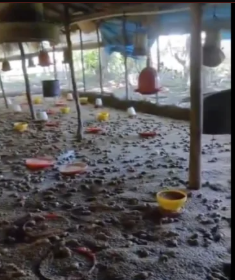 Mueren más de 11,000 pollitos por inundaciones en Guayacanes Las intensas lluvias del 8 de abril de 2026 provocaron el desbordamiento de aguas que inundó completamente una granja avícola en el distrito municipal de Guayacanes, causando la muerte de más de 11,000 pollitos. Las instalaciones quedaron anegadas, impidiendo que los animales fueran resguardados a tiempo, mientras los criaderos colapsaban ante la fuerza del agua. La tragedia representa un fuerte golpe económico para el productor y afecta la cadena de producción avícola en la zona, un sector que ya enfrenta múltiples desafíos. Las imágenes del lugar muestran la magnitud del desastre, evidenciando la completa inundación de las áreas de crianza y el colapso de los criaderos. Más información en alodigitalrd.com #InundacionesRD #Avicultura #Guayacanes #AloRD #AloDigitalRD #NoticiasRD