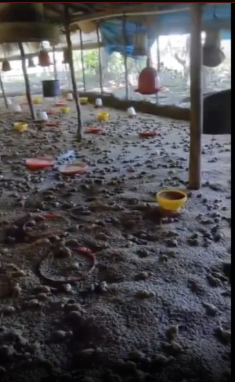 Mueren más de 11,000 pollitos por inundaciones en Guayacanes Las intensas lluvias del 8 de abril de 2026 provocaron el desbordamiento de aguas que inundó completamente una granja avícola en el distrito municipal de Guayacanes, causando la muerte de más de 11,000 pollitos. Las instalaciones quedaron anegadas, impidiendo que los animales fueran resguardados a tiempo, mientras los criaderos colapsaban ante la fuerza del agua. La tragedia representa un fuerte golpe económico para el productor y afecta la cadena de producción avícola en la zona, un sector que ya enfrenta múltiples desafíos. Las imágenes del lugar muestran la magnitud del desastre, evidenciando la completa inundación de las áreas de crianza y el colapso de los criaderos. Más información en alodigitalrd.com #InundacionesRD #Avicultura #Guayacanes #AloRD #AloDigitalRD #NoticiasRD