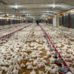 Avicultores garantizan estabilidad en precios de pollo y huevos pese a crisis internacional