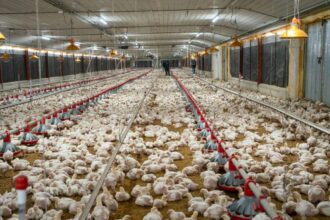 Avicultores garantizan estabilidad en precios de pollo y huevos pese a crisis internacional
