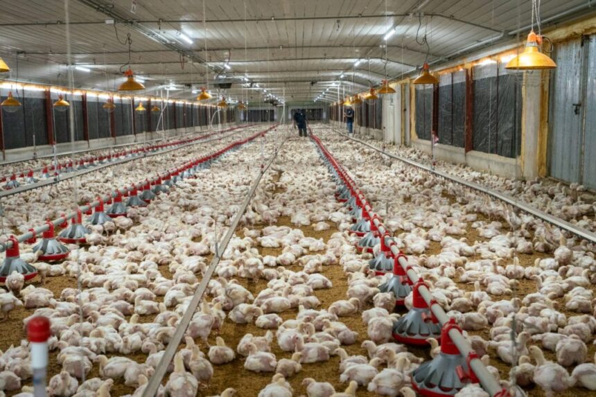 Avicultores garantizan estabilidad en precios de pollo y huevos pese a crisis internacional