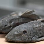 Comunidades convierten el pez diablo en oportunidad económica en Laguna Saladilla