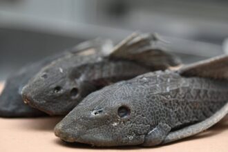 Comunidades convierten el pez diablo en oportunidad económica en Laguna Saladilla