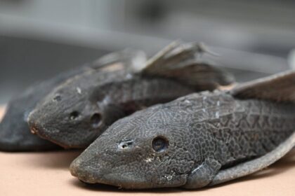 Comunidades convierten el pez diablo en oportunidad económica en Laguna Saladilla