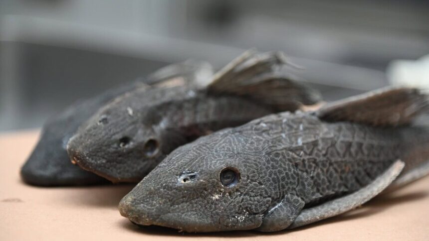 Comunidades convierten el pez diablo en oportunidad económica en Laguna Saladilla