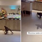 Mono roba desayuno en hotel de Playa del Carmen y se vuelve viral en redes Un mono protagonizó un insólito momento en un hotel de Playa del Carmen, México, al robar el desayuno de uno de los huéspedes, generando una ola de reacciones en redes sociales. El animal, con total naturalidad, se acercó a la mesa y tomó los alimentos sin mostrar temor ante la presencia de personas, lo que sorprendió tanto a los turistas como al personal del lugar. El hecho fue captado en video y rápidamente se difundió, acumulando miles de reproducciones y comentarios. Este tipo de situaciones, aunque llamativas, no son inusuales en destinos turísticos rodeados de fauna silvestre. Expertos señalan que la interacción constante entre humanos y animales puede provocar que estos pierdan el miedo y asocien a las personas con fuentes de alimento. En zonas como Playa del Carmen, donde la biodiversidad es abundante, se recomienda a los visitantes evitar alimentar a los animales y mantener precaución para prevenir incidentes y preservar el equilibrio del entorno natural. Más información en alodigitalrd.com #PlayaDelCarmen #Mexico #Viral #FaunaSilvestre #Turismo #AloRD #AloDigitalRD #NoticiasRD