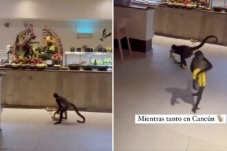 Mono roba desayuno en hotel de Playa del Carmen y se vuelve viral en redes Un mono protagonizó un insólito momento en un hotel de Playa del Carmen, México, al robar el desayuno de uno de los huéspedes, generando una ola de reacciones en redes sociales. El animal, con total naturalidad, se acercó a la mesa y tomó los alimentos sin mostrar temor ante la presencia de personas, lo que sorprendió tanto a los turistas como al personal del lugar. El hecho fue captado en video y rápidamente se difundió, acumulando miles de reproducciones y comentarios. Este tipo de situaciones, aunque llamativas, no son inusuales en destinos turísticos rodeados de fauna silvestre. Expertos señalan que la interacción constante entre humanos y animales puede provocar que estos pierdan el miedo y asocien a las personas con fuentes de alimento. En zonas como Playa del Carmen, donde la biodiversidad es abundante, se recomienda a los visitantes evitar alimentar a los animales y mantener precaución para prevenir incidentes y preservar el equilibrio del entorno natural. Más información en alodigitalrd.com #PlayaDelCarmen #Mexico #Viral #FaunaSilvestre #Turismo #AloRD #AloDigitalRD #NoticiasRD