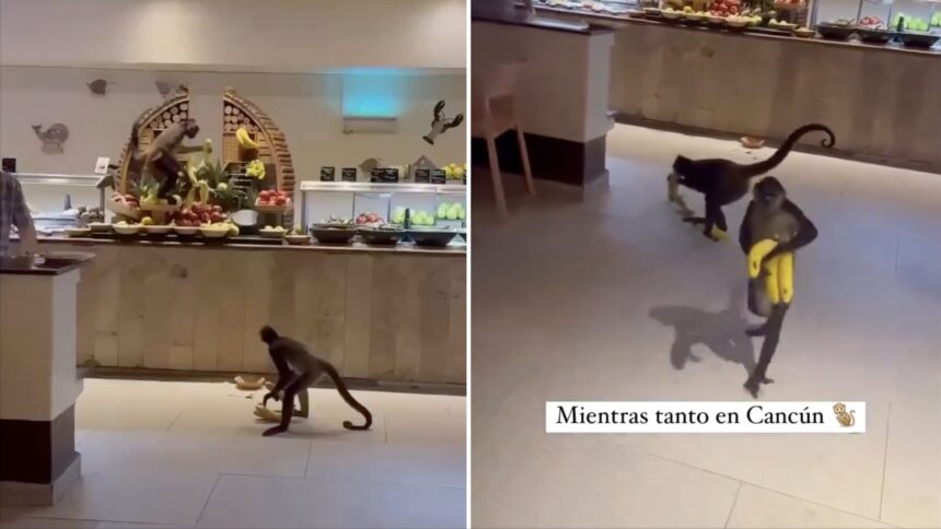 Mono roba desayuno en hotel de Playa del Carmen y se vuelve viral en redes Un mono protagonizó un insólito momento en un hotel de Playa del Carmen, México, al robar el desayuno de uno de los huéspedes, generando una ola de reacciones en redes sociales. El animal, con total naturalidad, se acercó a la mesa y tomó los alimentos sin mostrar temor ante la presencia de personas, lo que sorprendió tanto a los turistas como al personal del lugar. El hecho fue captado en video y rápidamente se difundió, acumulando miles de reproducciones y comentarios. Este tipo de situaciones, aunque llamativas, no son inusuales en destinos turísticos rodeados de fauna silvestre. Expertos señalan que la interacción constante entre humanos y animales puede provocar que estos pierdan el miedo y asocien a las personas con fuentes de alimento. En zonas como Playa del Carmen, donde la biodiversidad es abundante, se recomienda a los visitantes evitar alimentar a los animales y mantener precaución para prevenir incidentes y preservar el equilibrio del entorno natural. Más información en alodigitalrd.com #PlayaDelCarmen #Mexico #Viral #FaunaSilvestre #Turismo #AloRD #AloDigitalRD #NoticiasRD