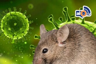 OMS advierte que podrían surgir más casos de hantavirus en los próximos días