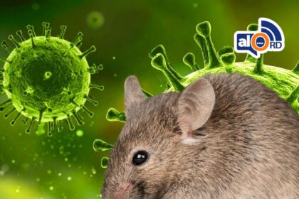 OMS advierte que podrían surgir más casos de hantavirus en los próximos días