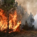 Europa enfrenta devastadores incendios forestales con evacuaciones masivas y víctimas mortales