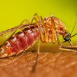 Toronto confirma el primer caso humano de virus del Nilo Occidental en 2026