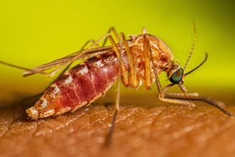 Toronto confirma el primer caso humano de virus del Nilo Occidental en 2026
