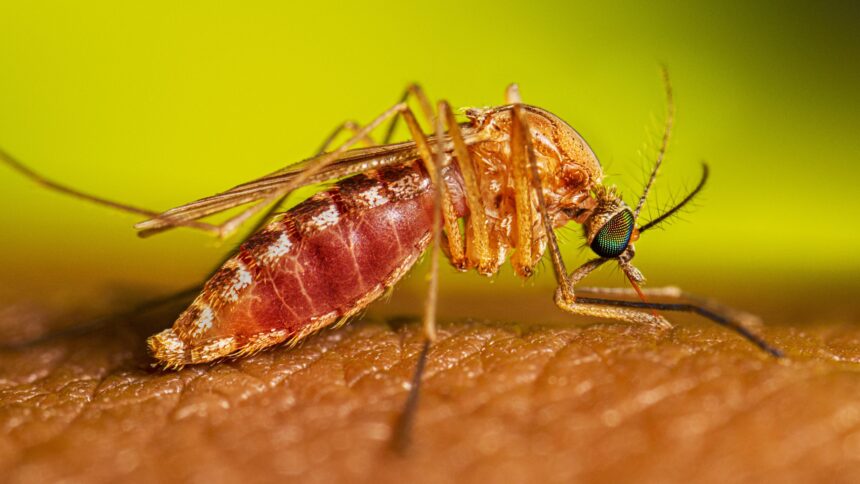 Toronto confirma el primer caso humano de virus del Nilo Occidental en 2026